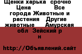 Щенки харька! срочно. › Цена ­ 5 000 - Все города Животные и растения » Другие животные   . Амурская обл.,Зейский р-н